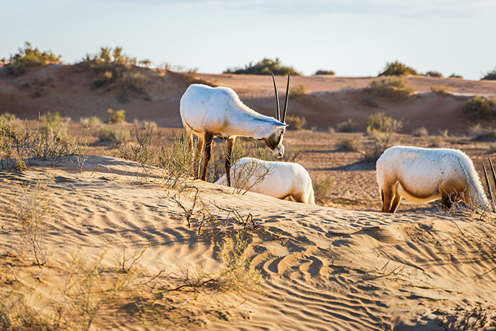 محمية صحراء دبي